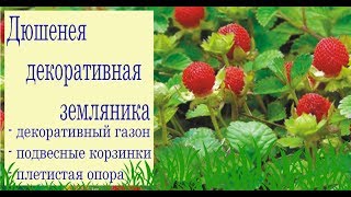 Дюшенея - неприхотливое растение. Для газона, подвесных корзин, опор. Сад и огород выпуск 228