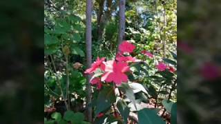 LA BELLEZA DE LAS FLORES DEL CAMPO TAMBIEN ES POESIA