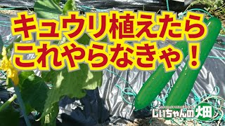 きゅうり栽培。定植後にこれやらなきゃ早く生り疲れしてしまう。たくさん長くキュウリを収穫するための方法。4/27