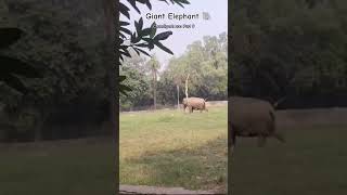 Found giant elephant 🐘 #elephant #travel #discovery #chandigarh #zoo #zooanimals #ytshorts #shorts