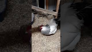 chicken video - Sussex rooster trying to get his hens to eat the treats