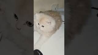 Cuteness overload😻 #cat #cute #pets #catlover #ytshorts #foryou #cats #music #song #kitten #tiktok