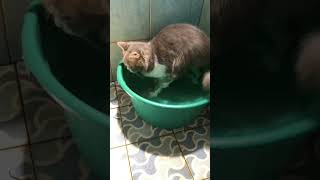 kucing gemoy mau mandi pagi #kucinggemoy #kucingimut #kucinglucu #kucingoren #kucingpintar #funny