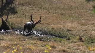 Wild Bill Kills Monster Idaho Bull Elk With Crossbow! 2018