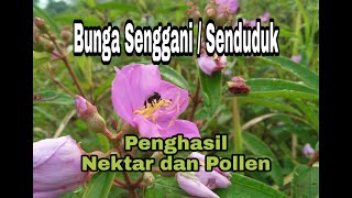 Bunga Senggani / Senduduk Penghasil Nektar dan Pollen | Vegetasi pakan Lebah | Stingless Bee