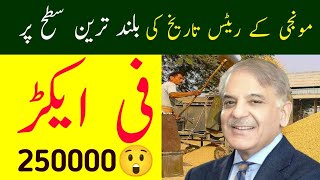 New Munji Rates 2024 | Rice Price in Pakistan 2024 | مونجی کا آج غلہ منڈیوں میں تازہ ترین ریٹ