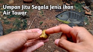 Umpan Jitu Untuk Segala Ikan Air Tawar