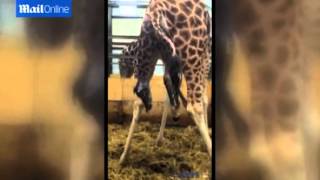 Incredible and a little gross moment a giraffe is born