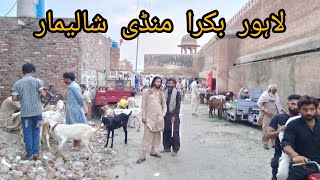 Bakra mandi Lahore Shalimar Bagh Sunday update Lahore Pakistan