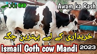 ismail goth cow Mandi Karachi cattle rates update | ye sasti Mandi hai | Karachi Maweshi Mandi 2023