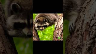 Raccoon | Funny Sound Wild Animals #shorts #wildlife #raccoon