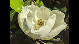 Southern Magnolia