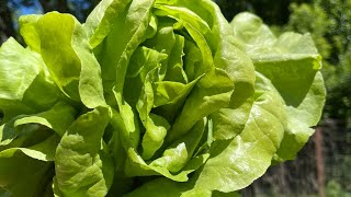 Make HOMEGROWN LETTUCE last 2 weeks in the fridge!