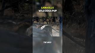 Lion Attacks Wild Dogs Pup