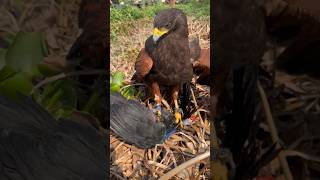 The Most Incredible Falcon Hunts #Birds #Wildlife #Falcons #Shorts #animals