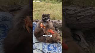 Why Raccoons Are Considered Some Of The Smartest Animals In The World