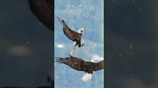 డేగలు ఎందుకు పోరాడతాయి | If you see eagles fighting like this #shorts #shortsfeed #short