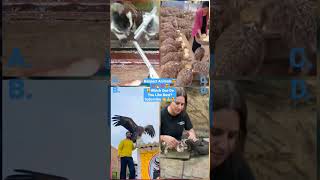 Funny Animal Videos 2022 - Funniest Cute Cats And Dogs Video #cat #shorts #animals #trending #tiktok