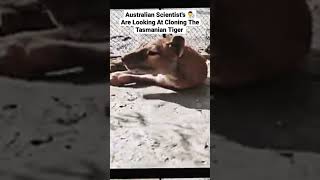 Australian Scientist's Are looking at cloning the Tasmanian Tiger #shorts #tasmania #tasmaniantiger