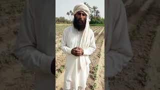 Farmer Feedback About Preact|Pre-Emergence Weed Control in Cotton|ShahidAgrarian