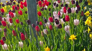 Ottawa. 🪷flower GaRDiN👍