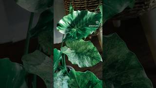 Variegated Alocasia Dawn. Unboxing Video Posted! #variegated #urbanjungle #plantshop #alocasia