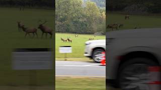 Driving through Smoky Mountains Elk crossing