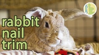 How I Clip My Rabbits' Nails | Bunny Basics