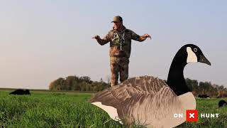 The BASICS Of Setting FIELD Decoy Spreads For GOOSE Hunting