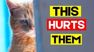 These Everyday Things That Hurt Your Cat's Feelings