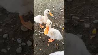 Gemeszzz‼️Capek ngejernya..😁🦆#duck#viralvideo#funny#shorts