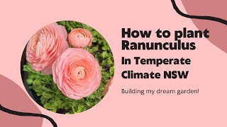 🌱Planting Ranunculus in Temperate Climate NSW🌷