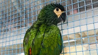 illiger macaw