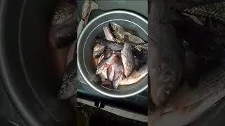 Ini baru mancing hasilnya lumayan...‼️#shortsviral #shortsvideo