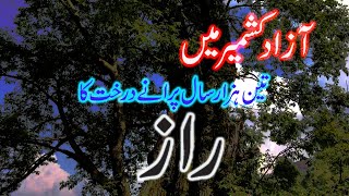 VISITING A THREE THOUSAND YEARS OLD TREE IN KASHMIR || KH USMAN VLOGS || EXPLORE KASHMIR.