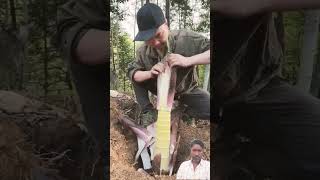 Amazing Sound Of Peeling Bamboo Shoots#satisfying #short