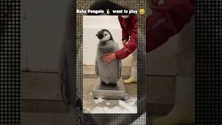 Baby Penguin 🐧 just wants to play #penguin #babypenguin #funny #funnyanimal #cute #viral #trend