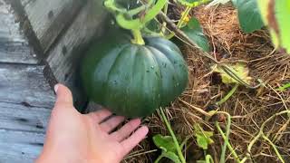 Quoi de neuf docteur, tour rapidos du jardin, résumé express des 2 semaines.