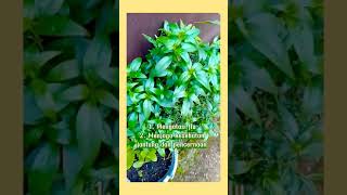 OH manfaat dan efek samping daun sambiloto untuk kesehatan #tanamanherbal #daun