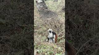 Un colobo rojo de Zanzíbar ❤️