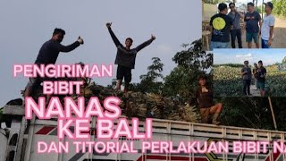 PENGIRIMAN BIBIT NANAS KE BALI