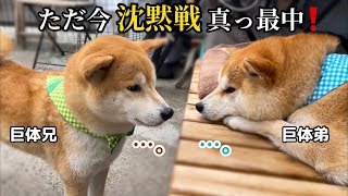 柴犬巨体兄弟が真剣に沈黙戦をしていても何故か笑いが出てしまいます(笑)