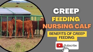 Creep feeding | Feeding to nursing calves | supplement feed | livestock