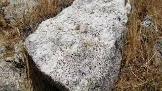 Ancient Sap Covered Tree Branch Turned to Quartz - Blair Valley Campground