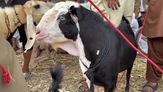 Qurbani ka behtreen mall