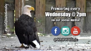 Wildlife Wednesday - Ep.16: Bald Eagle Patient Update