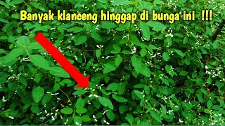 TANAM BUNGA INI || KECIL TAPI JADI REBUTAN KLANCENG! || SOLUSI BUDIDAYA DILAHAN SEMPIT || BUNGA AMP