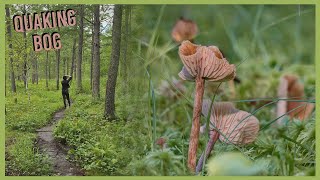 Parks in Minnesota | Ep 40 | Quaking Bog