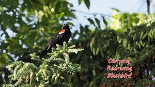 Chirping Red-wing Blackbird, Nepean Creek