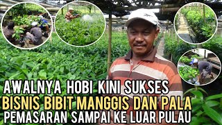 AWALNYA HOBI KINI SUKSES BISNIS BIBIT TANAMAN MANGGIS DAN PALA || PEMASARAN SAMPAI KE LUAR PULAU